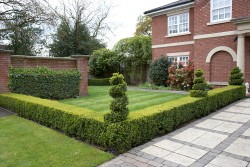 Expert Box Hedging with Topiary Spiral in Stafford