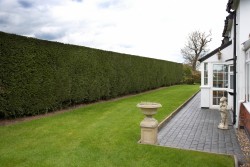 Top Tips - Hedge Cutting - Tall Boundary Hedge Cutting